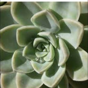 Meet your Posher, Bee